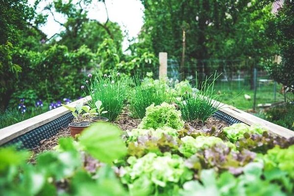 Comment créer un potager en permaculture ?