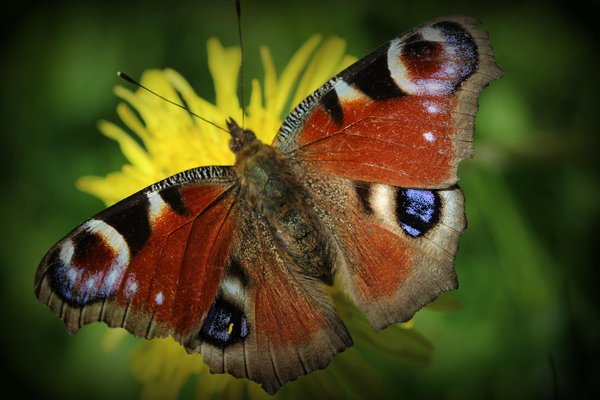 Comment intégrer des animaux dans votre permaculture ?