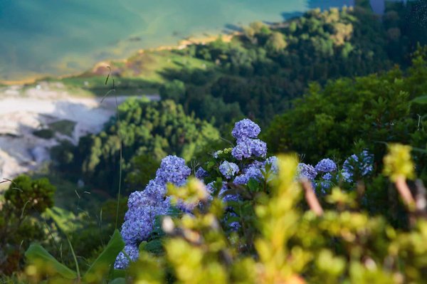 Pourquoi les plantes exotiques sont-elles envahissantes et nuisibles pour la biodiversité ?