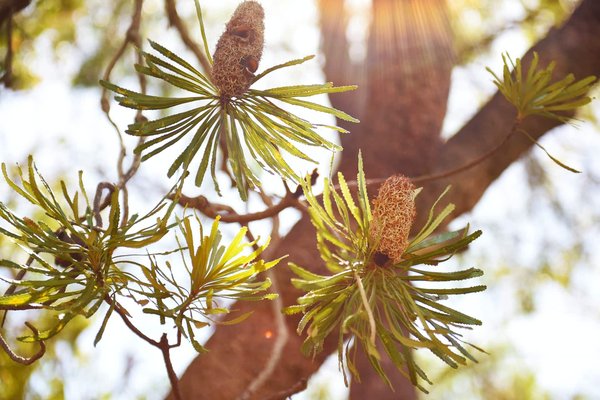 Qu'est-ce qu'une plante indigène et pourquoi est-elle importante pour l'écosystème ?