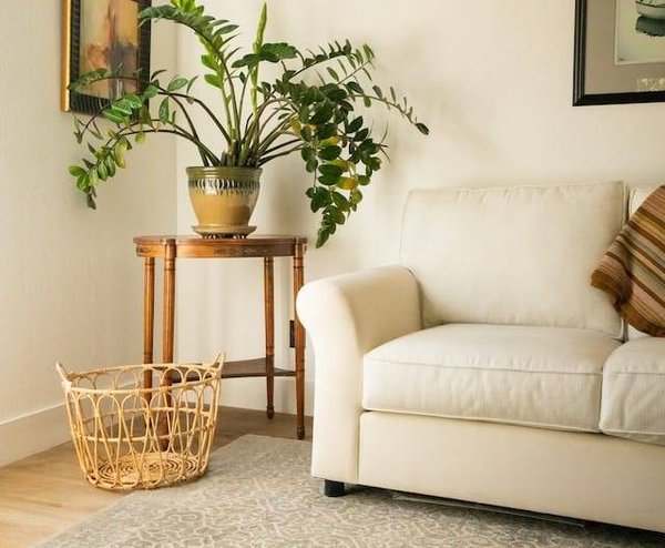 Comment entretenir vos plantes d'intérieur pour qu'elles restent belles et saines ?