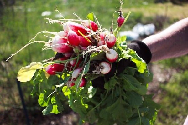 Quels sont les conseils essentiels pour pratiquer un jardinage écologique ?