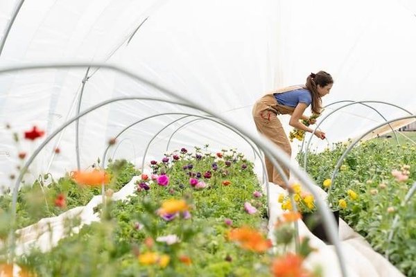 Comment favoriser la biodiversité dans votre jardin ?